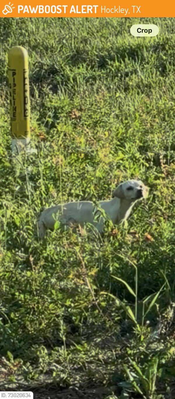 Found/Stray Male Dog last seen Abandoned property next to 2920 Roadhouse- he is hiding in the brush, Hockley, TX 77447