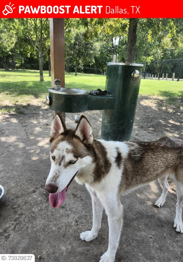 Lost Male Dog last seen Near North cliiff, Dallas, TX 75208