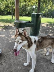 Lost Male Dog last seen Near North cliiff, Dallas, TX 75208