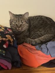 Lost Female Cat last seen Rapids Road and Rolling Rock Road near Appletree Landscape, Columbia, SC 29212