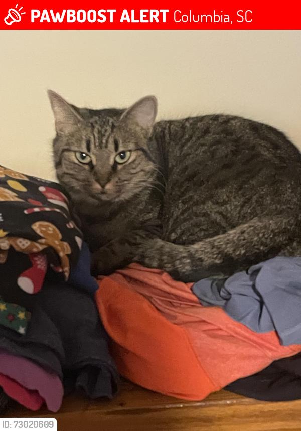 Lost Female Cat last seen Rapids Road and Rolling Rock Road near Appletree Landscape, Columbia, SC 29212