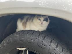 Found/Stray Unknown Cat last seen Forest Hills Neighborhood, Gastonia, NC 28052