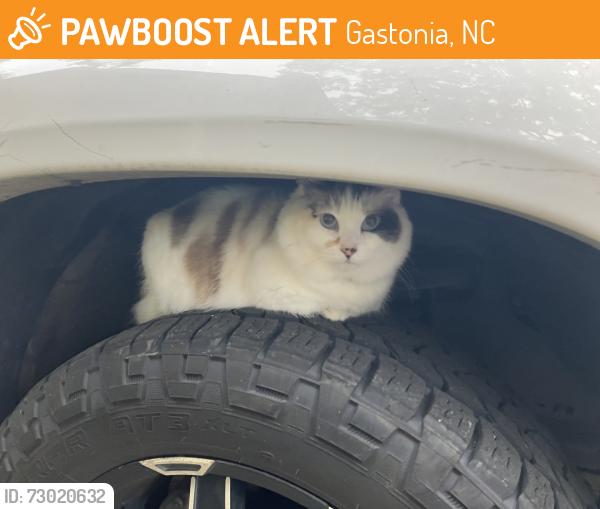 Found/Stray Unknown Cat last seen Forest Hills Neighborhood, Gastonia, NC 28052