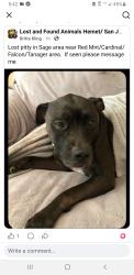 Reunited Male Dog last seen Red mountain road/Cardinal/Falcon/lives on Tanager , Sage, CA 92544