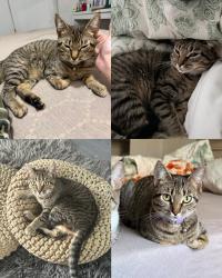 Lost Female Cat last seen range road 195, Lindbrook, AB T0B 4J1