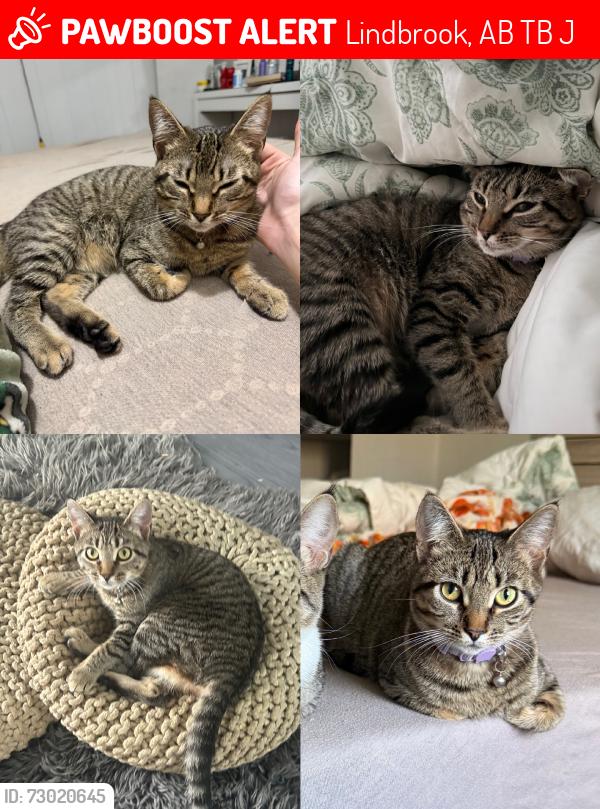 Lost Female Cat last seen range road 195, Lindbrook, AB T0B 4J1