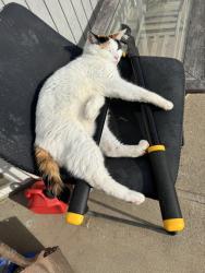 Lost Female Cat last seen Oak ave, Citrus Heights, CA 95610