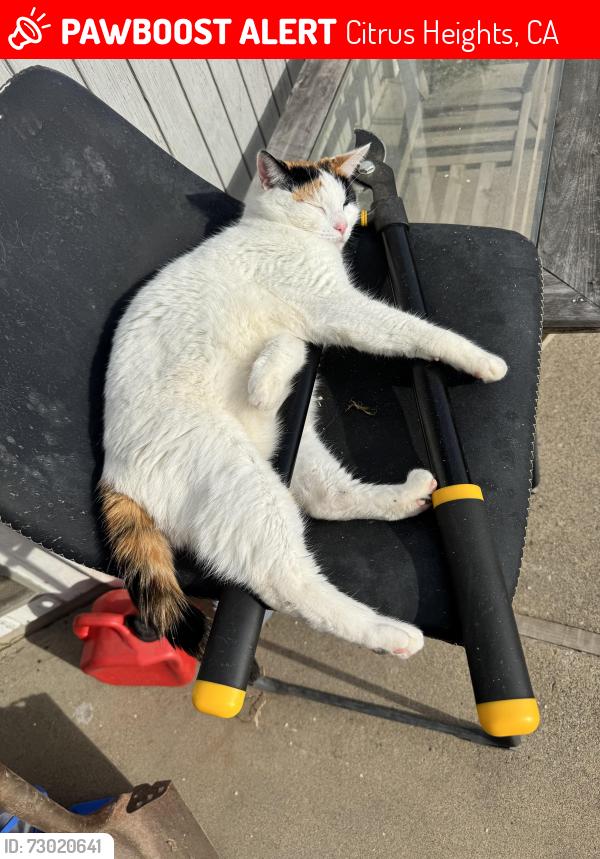 Lost Female Cat last seen Oak ave, Citrus Heights, CA 95610