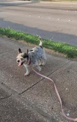 Reunited Male Dog last seen Near Washington St, Garland, TX 75040, USA, Garland, TX 75040