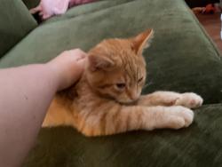 Lost Male Cat last seen 80th, Vancouver, WA 98665