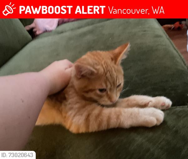 Lost Male Cat last seen 80th, Vancouver, WA 98665