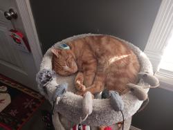 Lost Male Cat last seen Yaeger Rd and Ringer Rd, St. Louis, MO 63129