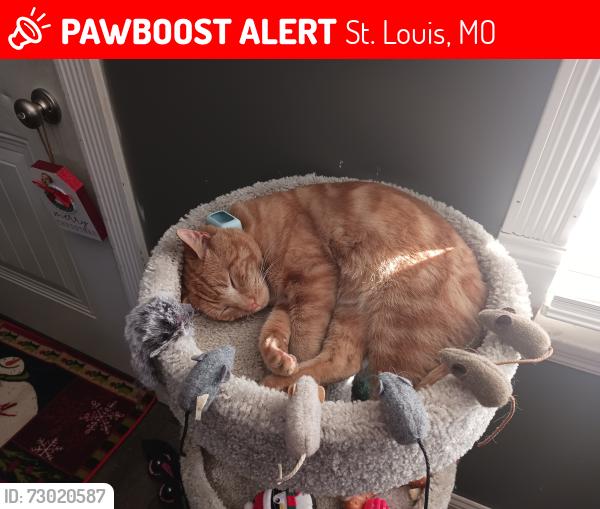 Lost Male Cat last seen Yaeger Rd and Ringer Rd, St. Louis, MO 63129