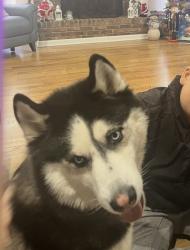 Reunited Male Dog last seen Dogwood Road, Snellville, GA 30078
