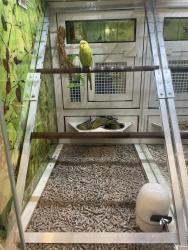 Lost Male Bird last seen Barret park , Valley Stream, NY 11581