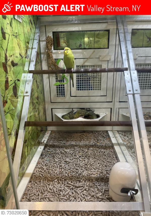 Lost Male Bird last seen Barret park , Valley Stream, NY 11581