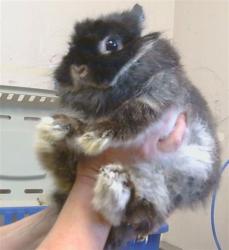 Shelter Stray Female Other last seen FLORIN RD/BRADSHAW RD, 95829, 3839 Bradshaw Rd, Sacramento, CA 95827, USA