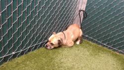 Shelter Stray Male Dog last seen , 11258 Garfield Ave, Downey, CA 90242, USA