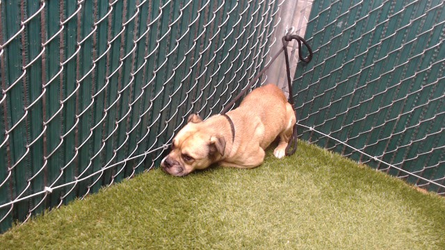 Shelter Stray Male Dog last seen , 11258 Garfield Ave, Downey, CA 90242, USA