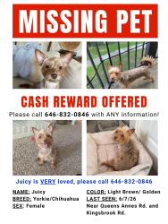 Lost Female Dog last seen West and Rio grande, Houston, TX 77064