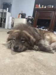 Reunited Male Dog last seen Off of rt70 woods area , Manchester Township, NJ 08759