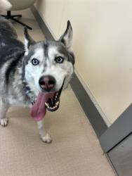 Shelter Stray Female Dog last seen 112TH & WASHINGTON, 12155 Park Blvd, Brighton, CO 80601, USA