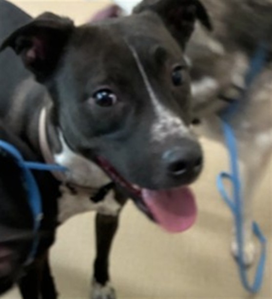 Shelter Stray Female Dog last seen 112TH & WASHINGTON, 12155 Park Blvd, Brighton, CO 80601, USA