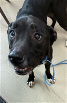 Shelter Stray Male Dog last seen 112TH & WASHINGTON, 12155 Park Blvd, Brighton, CO 80601, USA