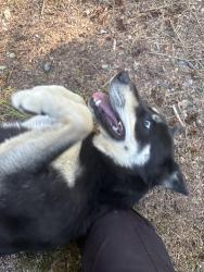 Found/Stray Female Dog last seen 211th and Dubuque, Snohomish, WA 98290