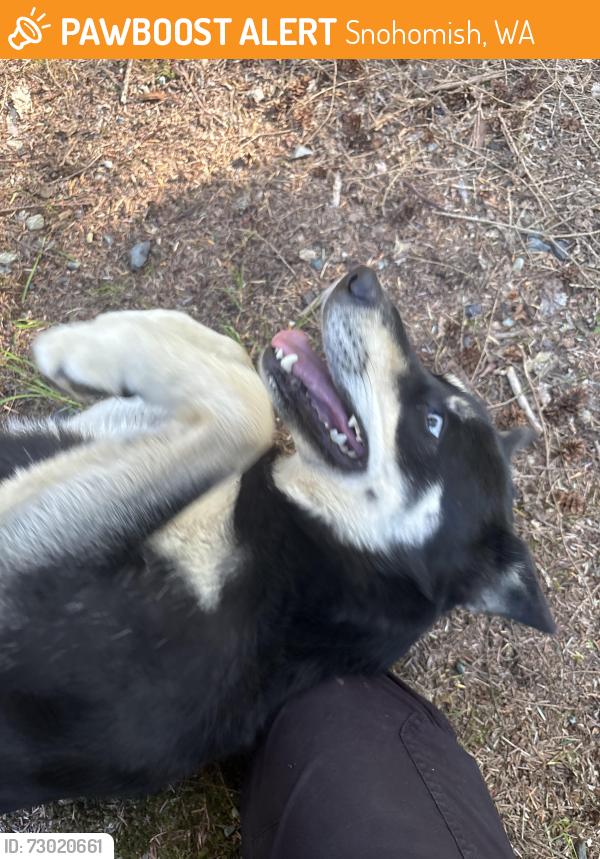 Found/Stray Female Dog last seen 211th and Dubuque, Snohomish, WA 98290
