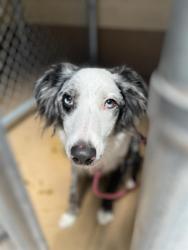Shelter Stray Male Dog last seen OLYMPIC VISTA AND NEETLE ST, 130 Beyer Way, Chula Vista, CA 91911, USA