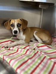 Shelter Stray Male Dog last seen Near BLOCK HIGHLAND AVE, 130 Beyer Way, Chula Vista, CA 91911, USA