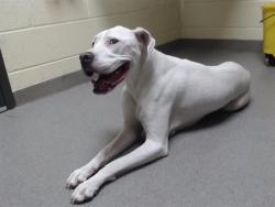 Shelter Stray Female Dog last seen Near BLOCK W CORNELL AVE, DENVER CO 80236, 1241 W Bayaud Ave, Denver, CO 80223, USA