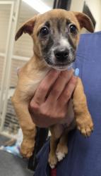 Shelter Stray Male Dog last seen Foothills Blvd & Blue Oaks, Roseville City, CA, 200 Tahoe Ave, Roseville, CA 95678, USA