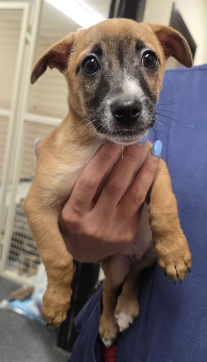 Shelter Stray Male Dog last seen Foothills Blvd & Blue Oaks, Roseville City, CA, 200 Tahoe Ave, Roseville, CA 95678, USA
