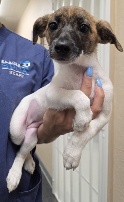 Shelter Stray Female Dog last seen Foothills Blvd & Blue Oaks, Roseville City, CA, 200 Tahoe Ave, Roseville, CA 95678, USA