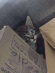 Shelter Stray Female Cat last seen Sharp Cir & Breuner Dr, Roseville City, CA, 200 Tahoe Ave, Roseville, CA 95678, USA