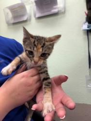 Shelter Stray Female Cat last seen Near Blk of Williams, District 2 - West Cleburne,, 2375 Service Dr, Cleburne, TX 76033, USA