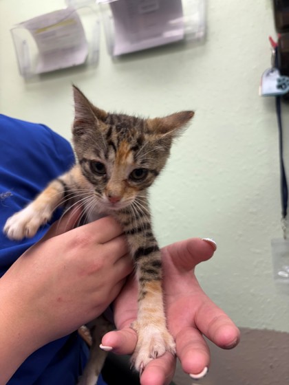 Shelter Stray Female Cat last seen Near Blk of Williams, District 2 - West Cleburne,, 2375 Service Dr, Cleburne, TX 76033, USA