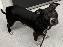 Shelter Stray Female Dog last seen 27th and San pablo, Oakland, CA, 1101 29th Ave, Oakland, CA 94601, USA