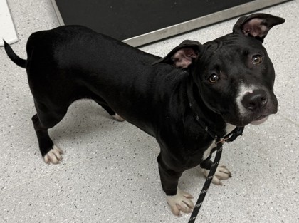 Shelter Stray Female Dog last seen 27th and San pablo, Oakland, CA, 1101 29th Ave, Oakland, CA 94601, USA
