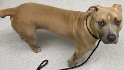 Shelter Stray Male Dog last seen Near Peroly West Oakland, Oakland, CA, 1101 29th Ave, Oakland, CA 94601, USA