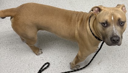 Shelter Stray Male Dog last seen Near Peroly West Oakland, Oakland, CA, 1101 29th Ave, Oakland, CA 94601, USA