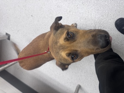 Shelter Stray Male Dog last seen Cary & Edes Ave, Oakland, CA, 1101 29th Ave, Oakland, CA 94601, USA