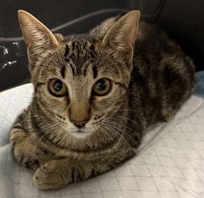 Shelter Stray Female Cat last seen , , CA, 1101 29th Ave, Oakland, CA 94601, USA