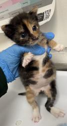 Shelter Stray Female Cat last seen Near 76th Ave, Oakland, CA, 1101 29th Ave, Oakland, CA 94601, USA