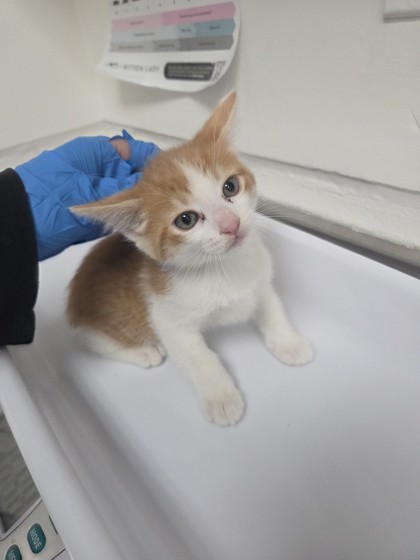 Shelter Stray Male Cat last seen , Oakland, CA, 1101 29th Ave, Oakland, CA 94601, USA