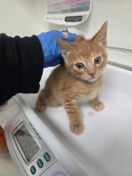 Shelter Stray Male Cat last seen , Oakland, CA, 1101 29th Ave, Oakland, CA 94601, USA