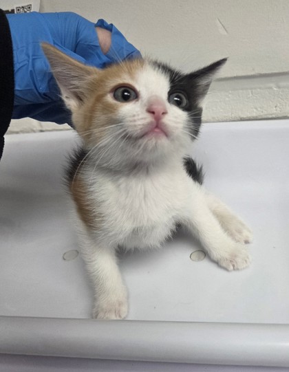 Shelter Stray Female Cat last seen , Oakland, CA, 1101 29th Ave, Oakland, CA 94601, USA