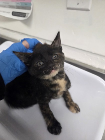 Shelter Stray Female Cat last seen , Oakland, CA, 1101 29th Ave, Oakland, CA 94601, USA